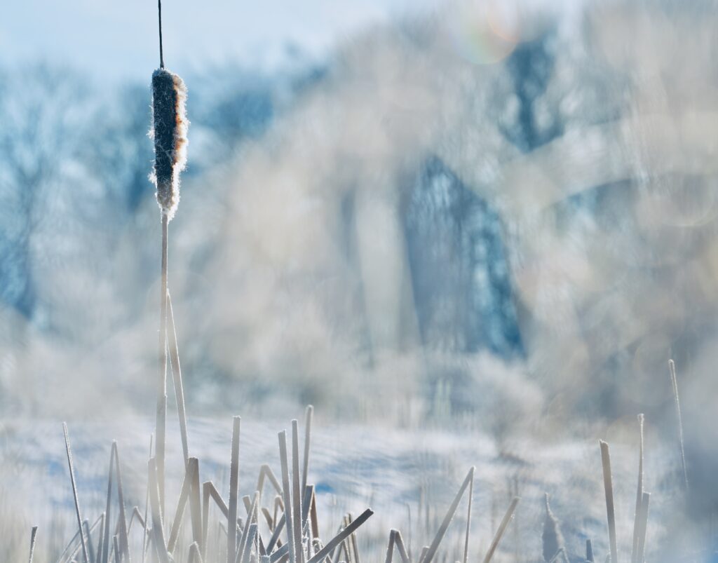 Schilfrohr im Winter_Winderatter See_@Andrea C. Bayer